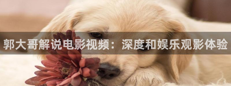 樱花视频茄子视频：郭大哥解说电影视频：深度和娱乐观影体验